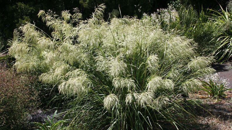 Chionochloa Flavicans