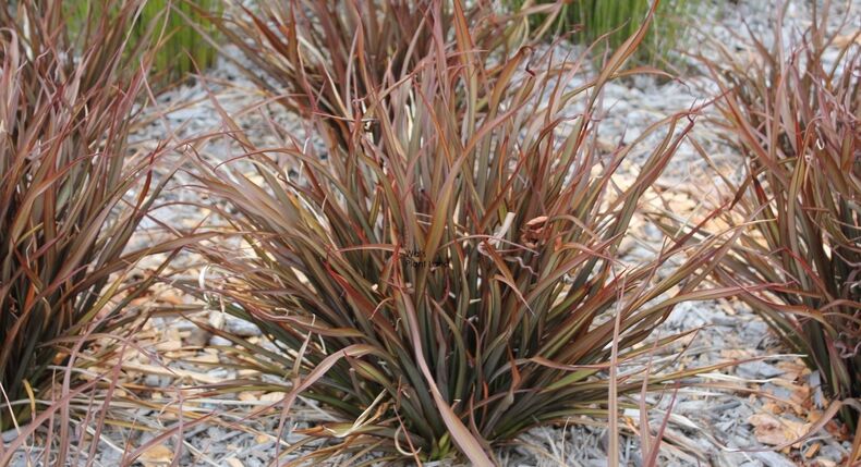 Phormium Jack Spratt - Flax